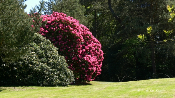 Bois des Moutiers (200) Mai 2012